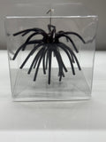 Black Urchin Bait