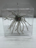 Urchin bait